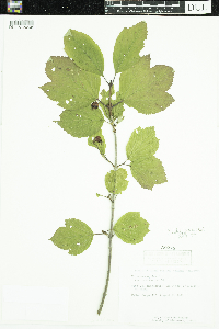 Viburnum edule image