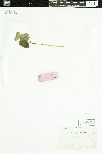 Viburnum edule image