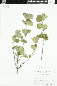 Viburnum edule image