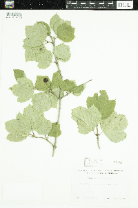 Viburnum edule image