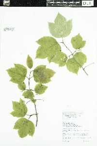 Viburnum edule image