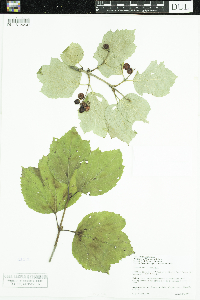 Viburnum edule image