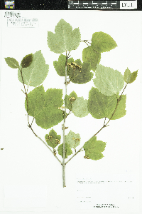 Viburnum edule image