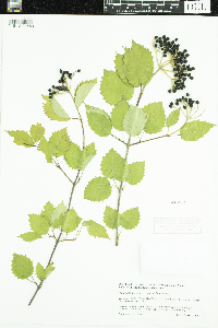Media resource of Viburnum dentatum