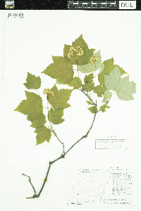 Viburnum acerifolium image