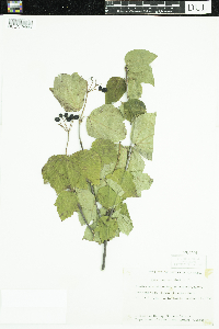 Viburnum acerifolium image