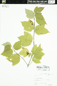 Viburnum acerifolium image