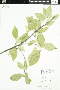 Viburnum lentago image