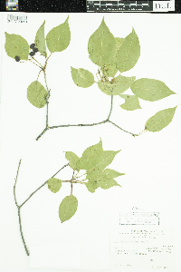 Viburnum lentago image