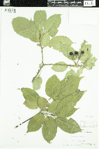 Viburnum lentago image