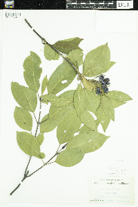 Viburnum lentago image