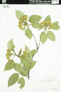 Viburnum lentago image