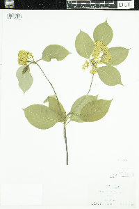 Viburnum lentago image
