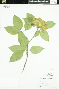 Viburnum lentago image