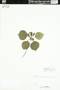 Viburnum lentago image