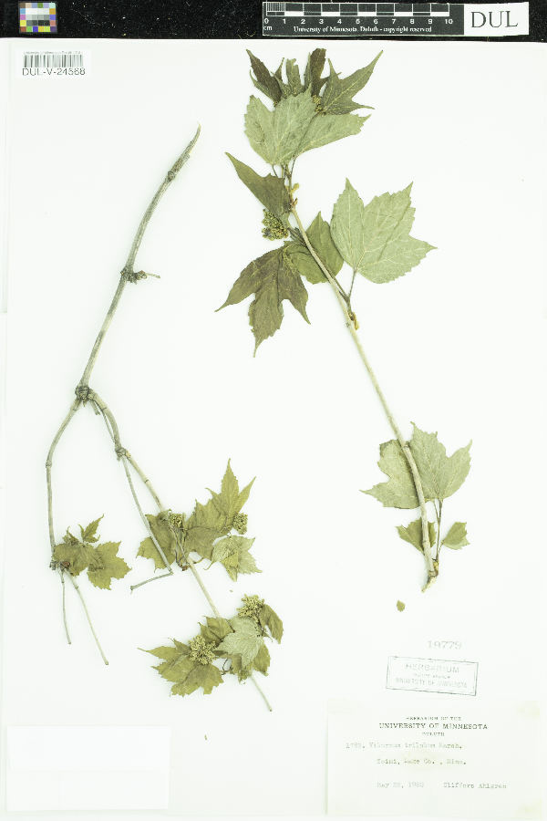 Viburnum opulus var. americanum image