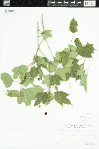 Viburnum opulus var. americanum image