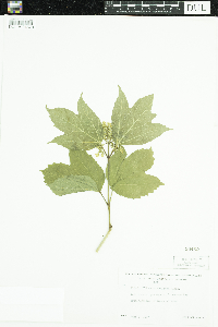 Viburnum opulus var. americanum image