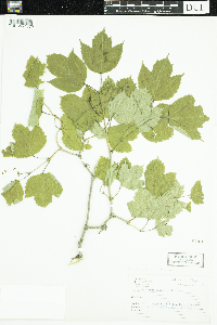 Viburnum opulus var. americanum image