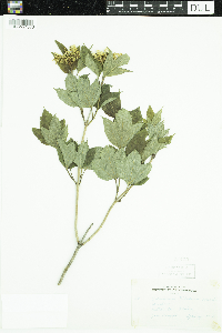 Viburnum opulus var. americanum image