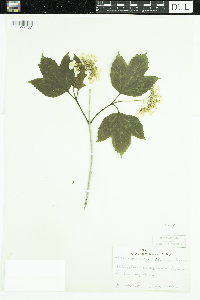 Viburnum opulus var. americanum image