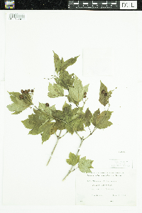 Viburnum opulus var. americanum image