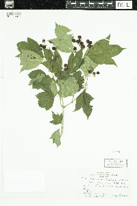 Viburnum opulus var. americanum image