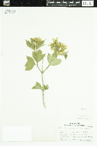 Viburnum opulus var. americanum image