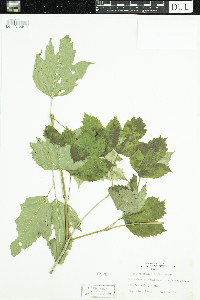 Viburnum opulus var. americanum image