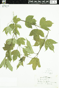 Viburnum opulus var. americanum image