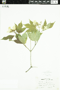 Viburnum opulus var. americanum image