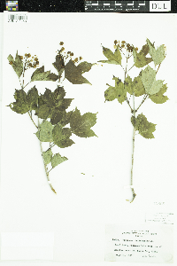 Viburnum opulus var. americanum image