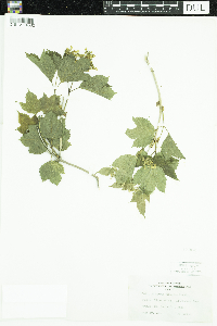 Viburnum opulus var. americanum image