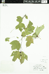 Viburnum opulus var. americanum image