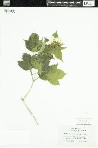 Viburnum opulus var. americanum image