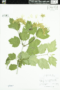 Viburnum opulus image