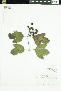 Viburnum opulus var. americanum image