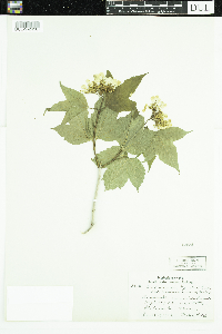 Viburnum opulus var. americanum image