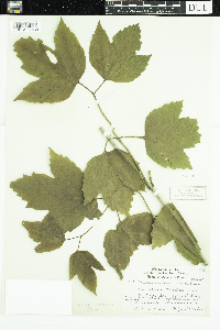 Viburnum opulus var. americanum image