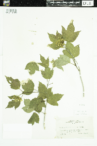 Viburnum opulus var. americanum image