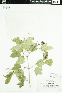 Viburnum opulus var. americanum image