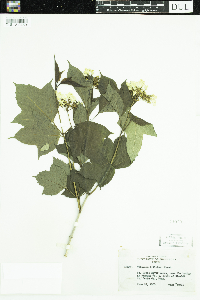 Viburnum opulus var. americanum image