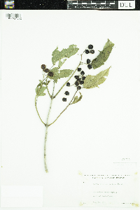 Viburnum opulus var. americanum image