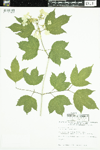 Viburnum opulus var. americanum image