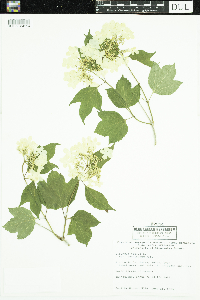 Viburnum opulus var. americanum image