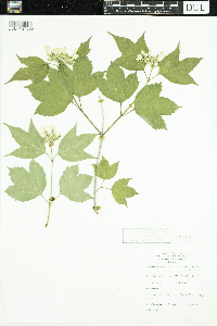 Viburnum opulus var. americanum image