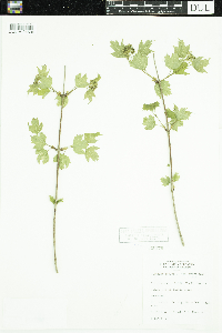 Viburnum opulus var. americanum image