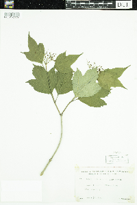 Viburnum opulus var. americanum image