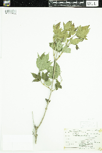 Viburnum opulus var. americanum image