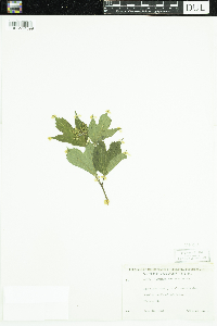 Viburnum opulus var. americanum image